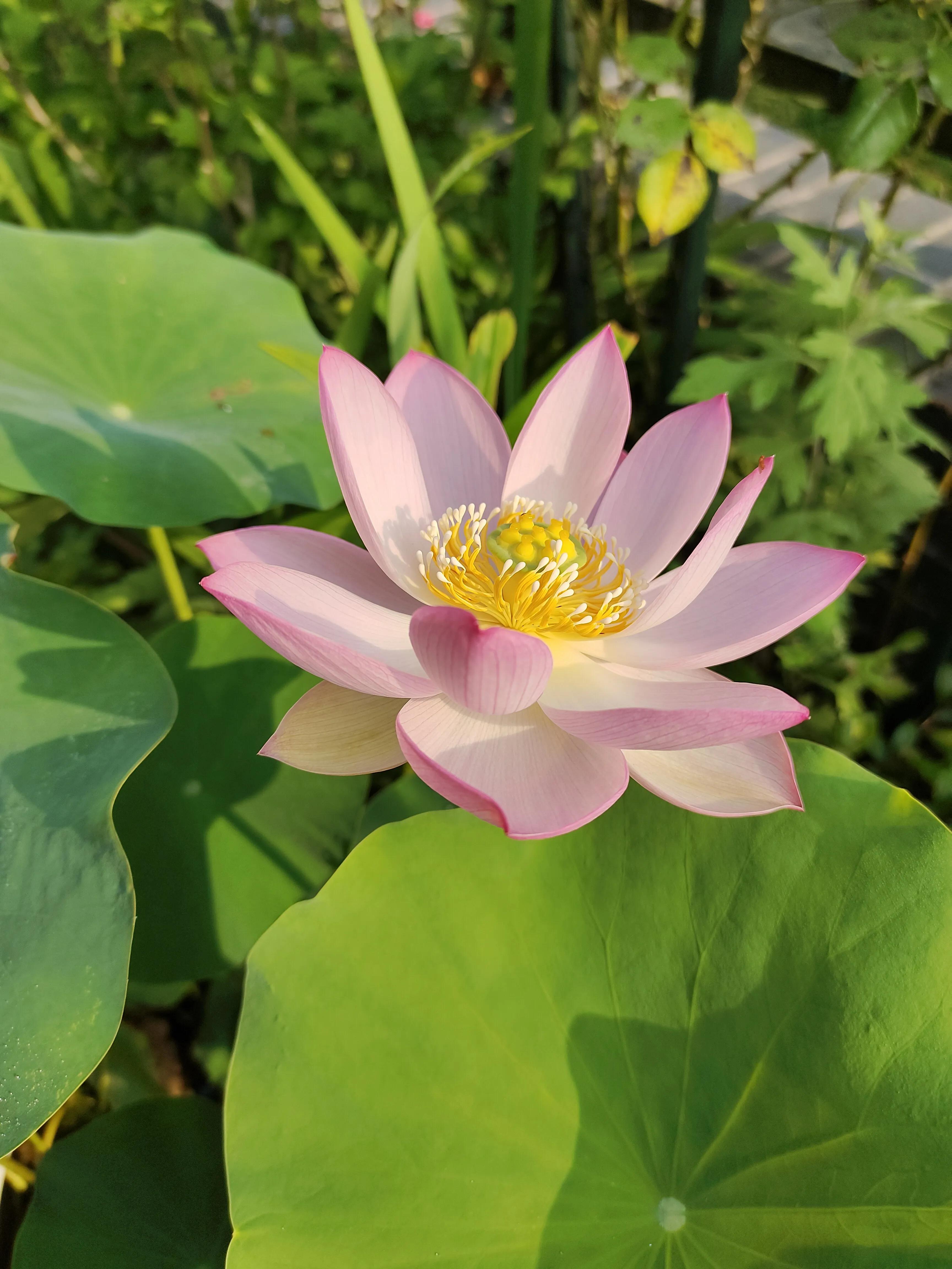 夏天，荷叶，葡萄，草坪，园子里的清凉搭配