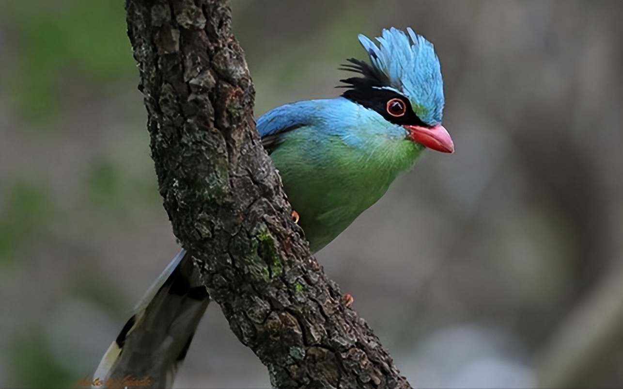 50张最佳鸟类摄影作品,鸟儿大全大图