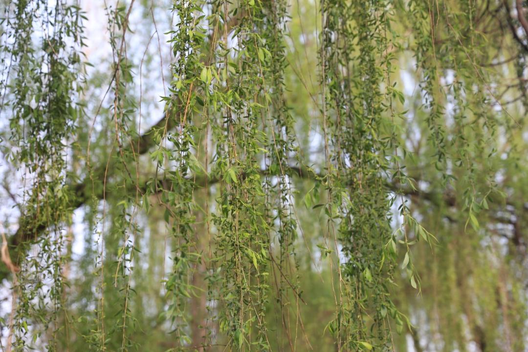 鐩哥害鍐滃ぇ,鐩歌仛浜戠鐩哥害鍐滃ぇ