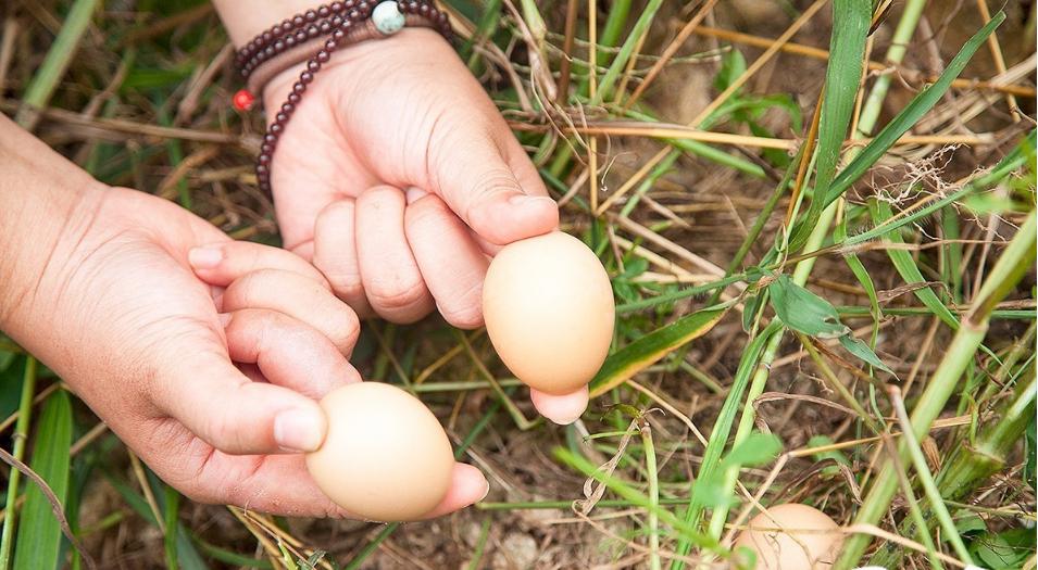 农场办抓鸡游戏3只鸡引百人追，入场费10元，“玩”出来的大财富