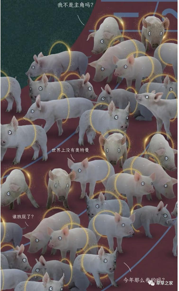 自强不息的一生，*猪种**的一生，生下来就被注定，看后你会感同身受