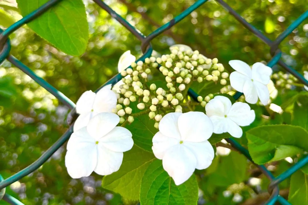 271教育|芳菲万里等你相遇——第一山无限*光春**好