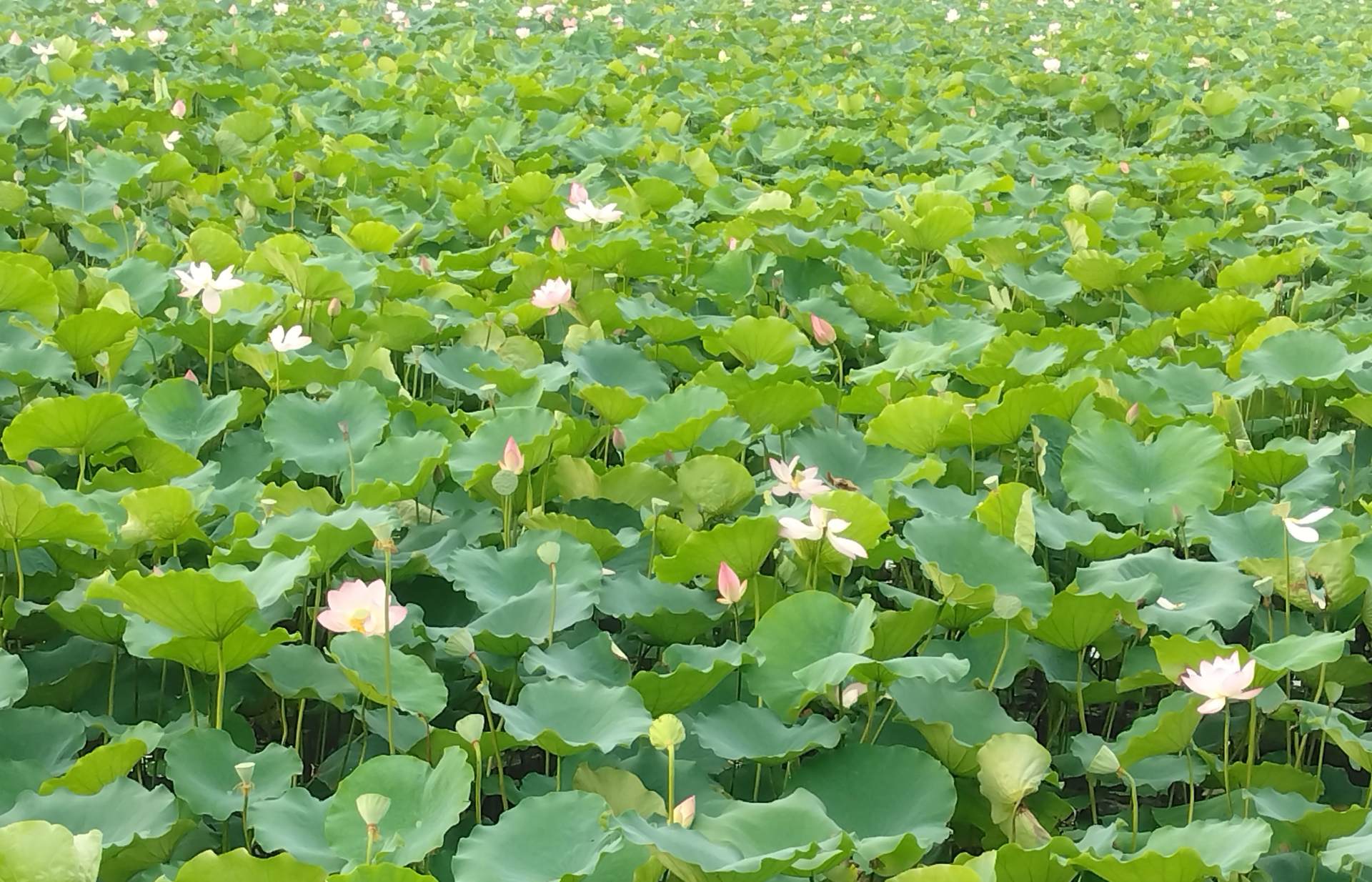 最新突破外国垄断的高科技,突破国外技术垄断