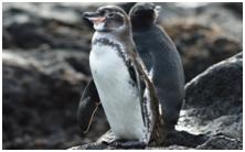 鸟类在分类学中统称为什么,鸟纲分类总表