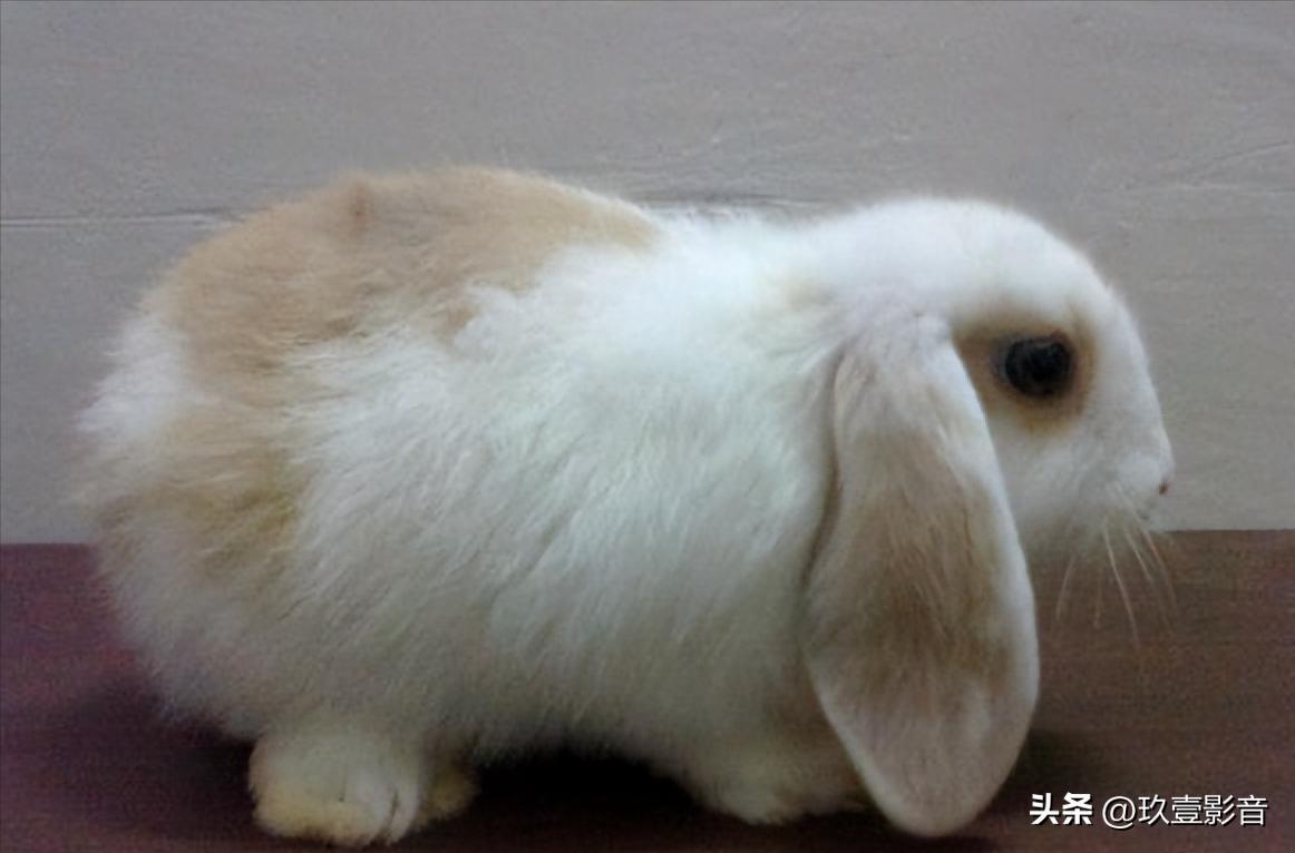 兔子有哪些品种宠物兔,兔子丰盛大餐
