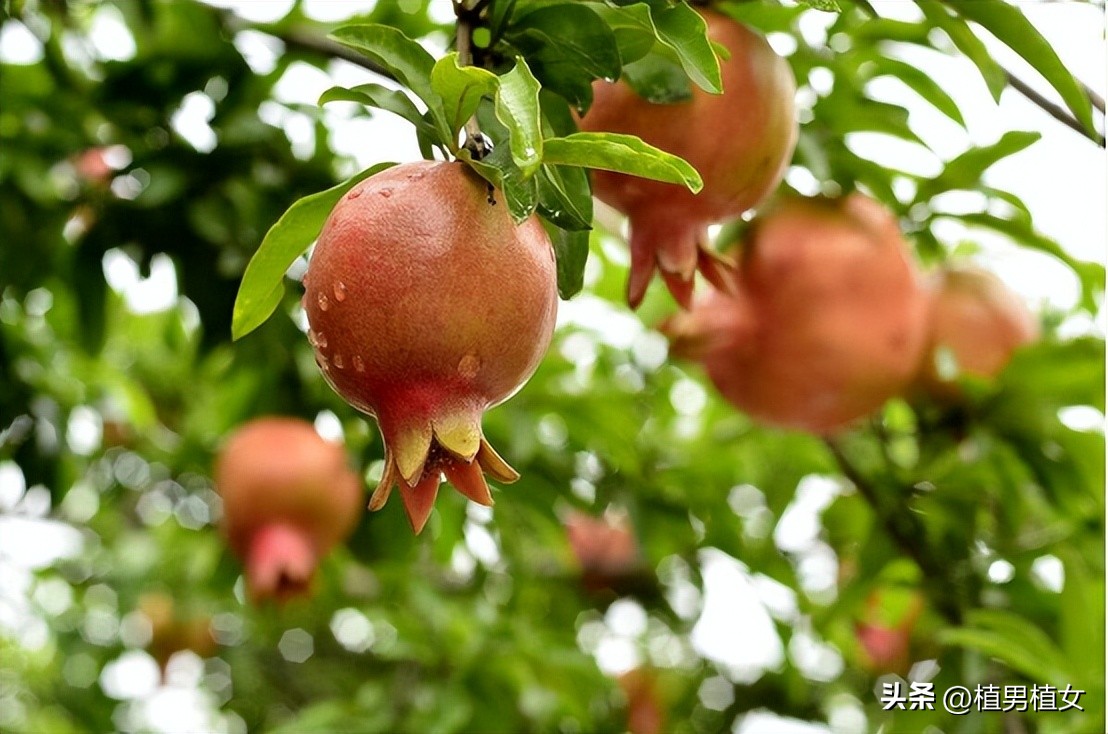 富不富门前栽这六棵树,富不富门前三棵树