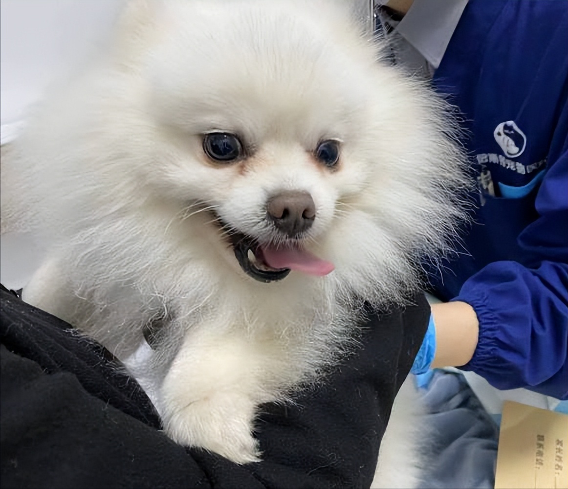 博美怎么养活,博美怎么养温顺不乱叫