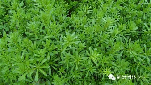 草坪杂草的防除方法,草坪杂草的物理防除