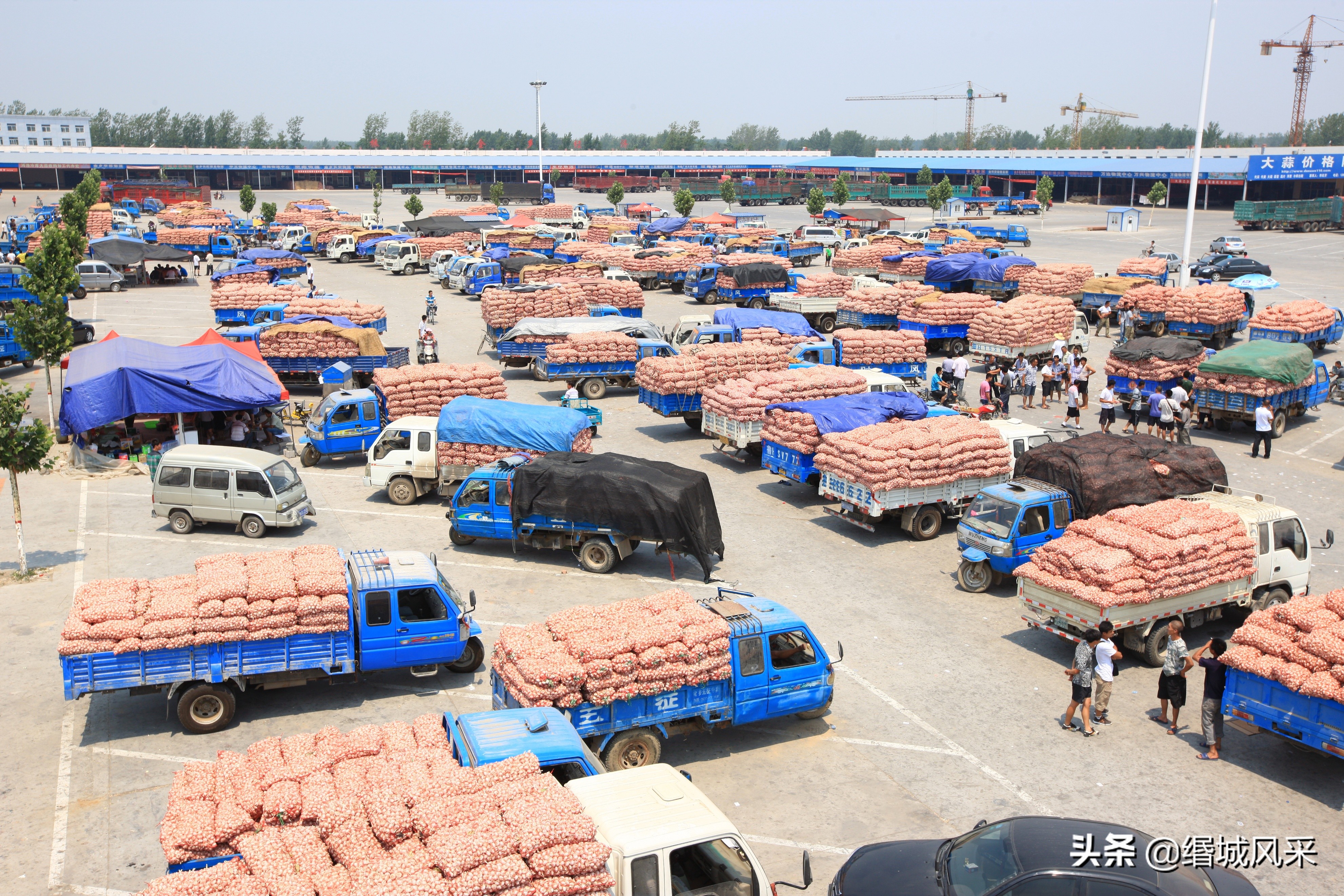 金乡大蒜批发多少钱一斤,金乡山禄市场大蒜行情