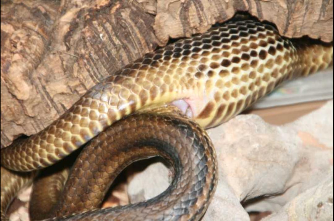 「原来欧洲有这么多种蛇？！」偷师卡塞尔的豢龙大师·下