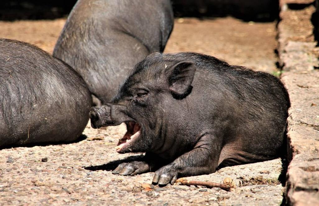 中世纪时期的英格兰村庄享有的林地共有权，包含了哪些内容？