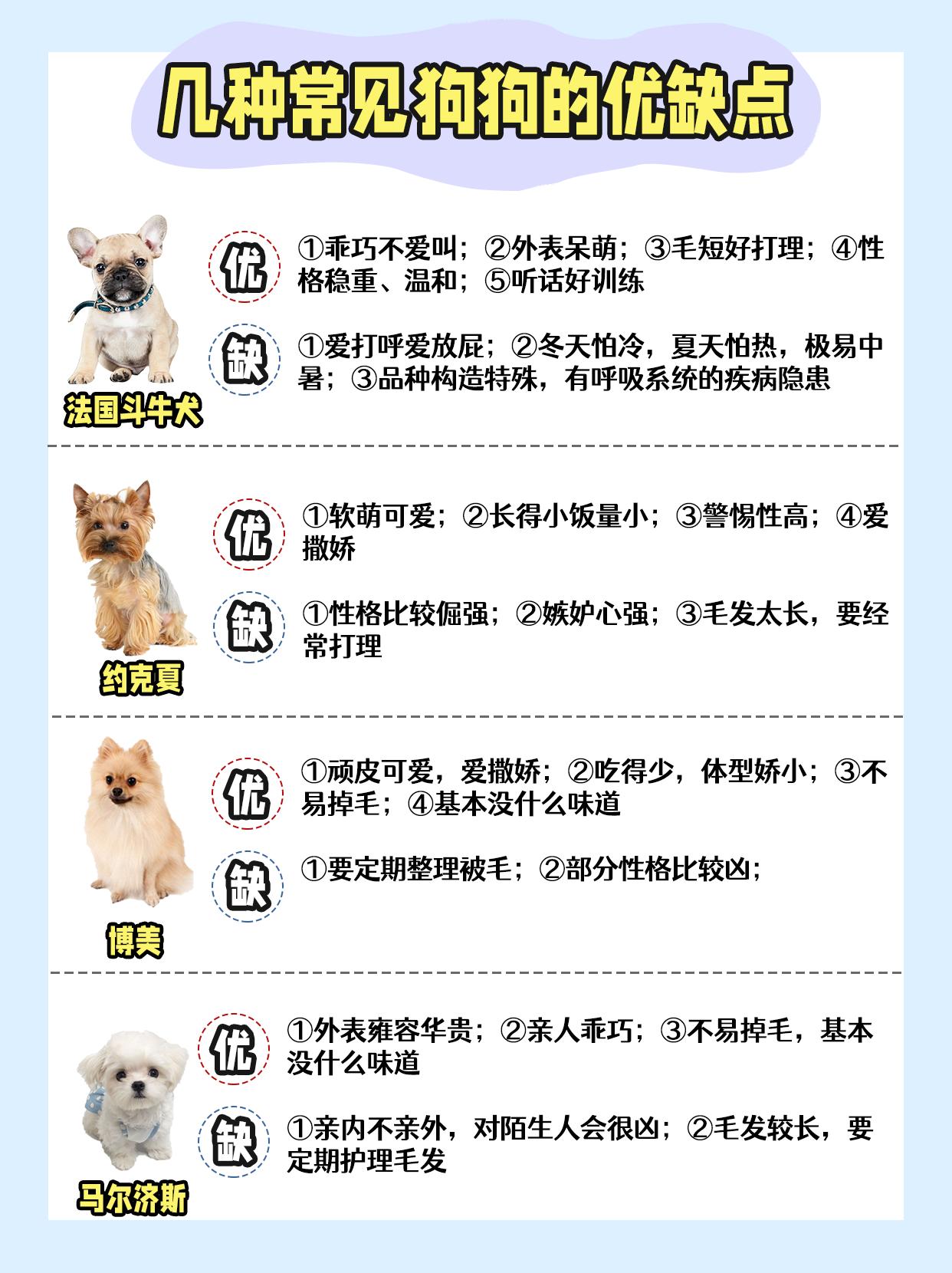 上班族怎么养宠物狗视频,上班族养的小型宠物狗