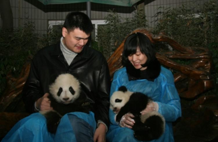 多位明星为国宝丫丫发声！黄晓明惹争议，身为熊猫大使出面太晚