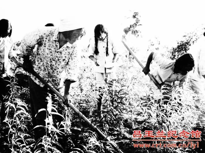 玉兰花开时，我们怀念她——闻名全国的劳动模范、农村里走出的省委书记……