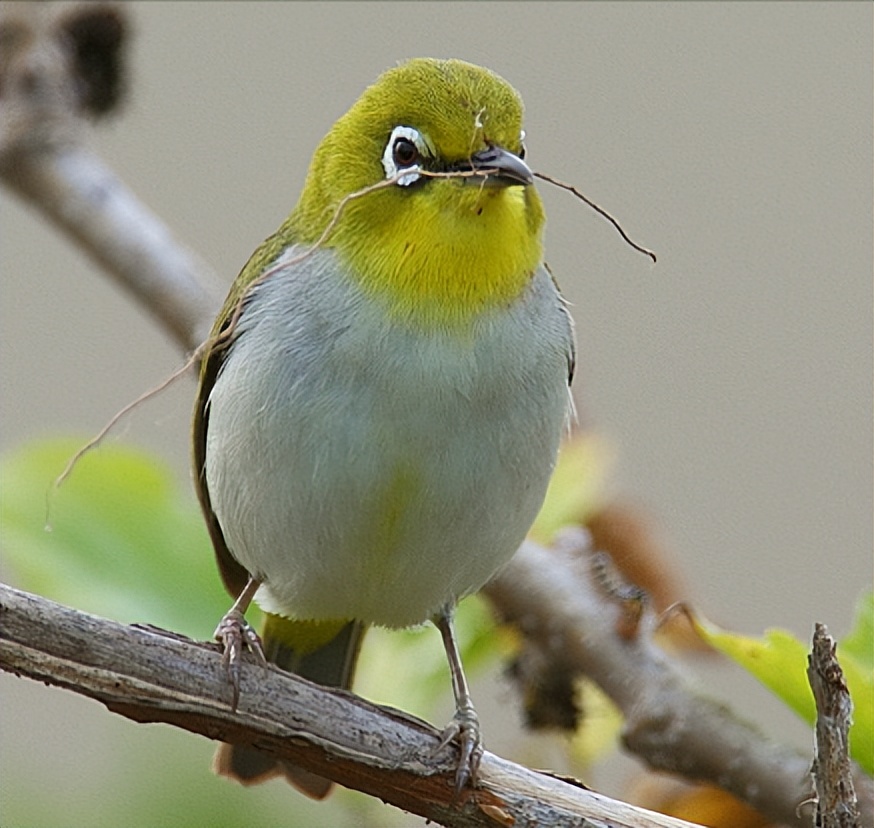 鸟儿大全高清图,高清珍稀鸟动态图片大全