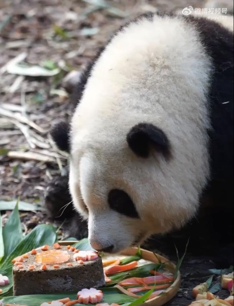 花花：接住谭爷爷给的小苹果，仿佛接住了整个世界。