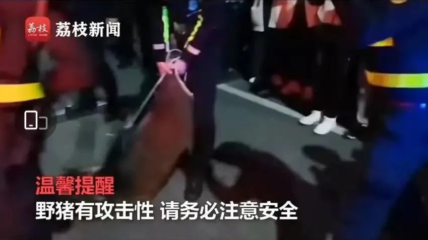 被黑天鹅打了,被黑天鹅攻击了