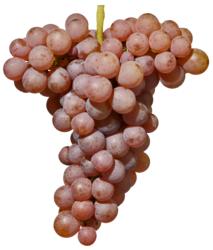 小众之美|AltoAdigeDOC上阿迪杰