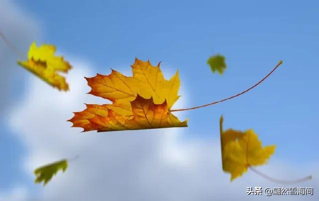 描写秋天古诗词经典鉴赏,五个描写秋天的古诗词名句