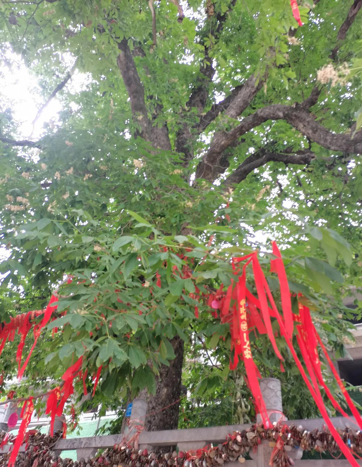 重渡沟音乐完整版,重渡沟菩提树