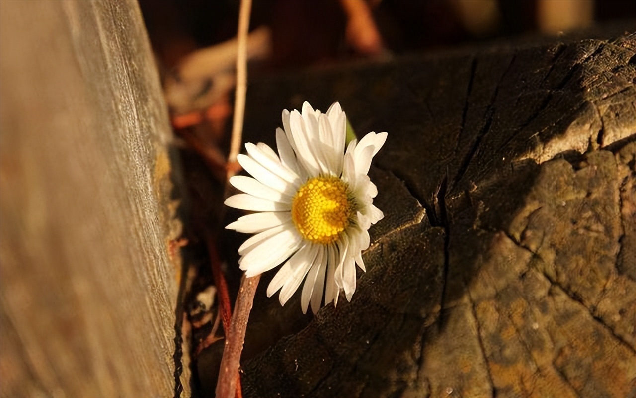 濡傛灉鏈変竴澶╀綘鍙戠幇鑷繁娌℃湁鏈嬪弸,濡傛灉鏈変竴澶╀綘鍙戠幇灏戜簡寰俊濂藉弸