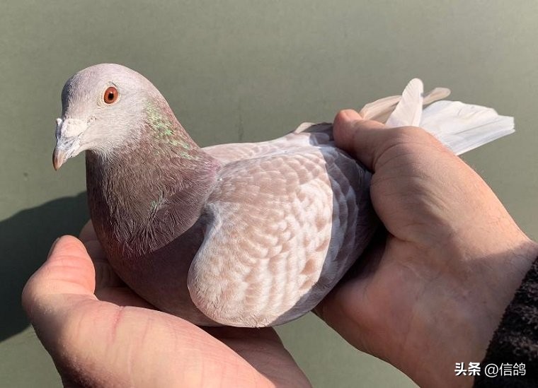 比利时鸽展,国际鸽展