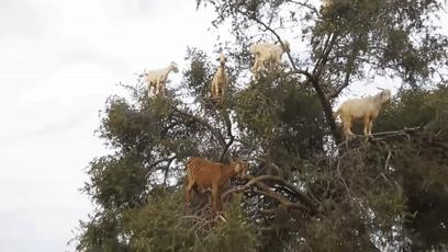 摩洛哥上树的羊,摩洛哥踢足球厉害吗