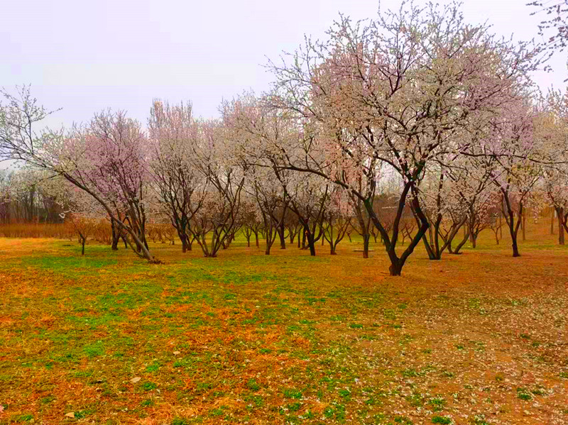 地铁达道附近有公园吗,地铁直达的昆明湿地公园