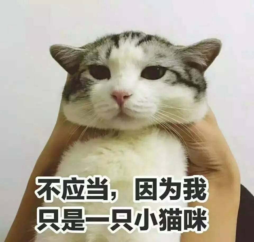 猫咪便秘最快通便的土方法,猫咪一吃肉就便秘