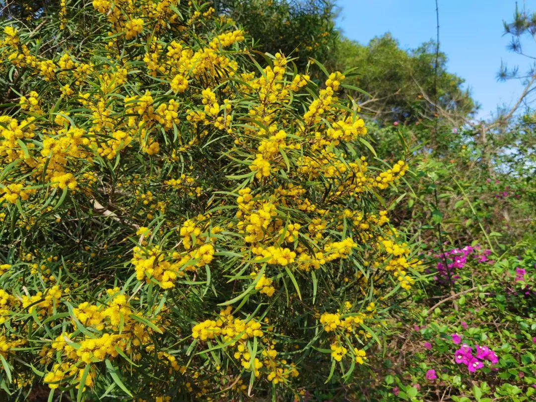 五一适合去哪旅游东山岛,东山岛旅游攻略一天游玩