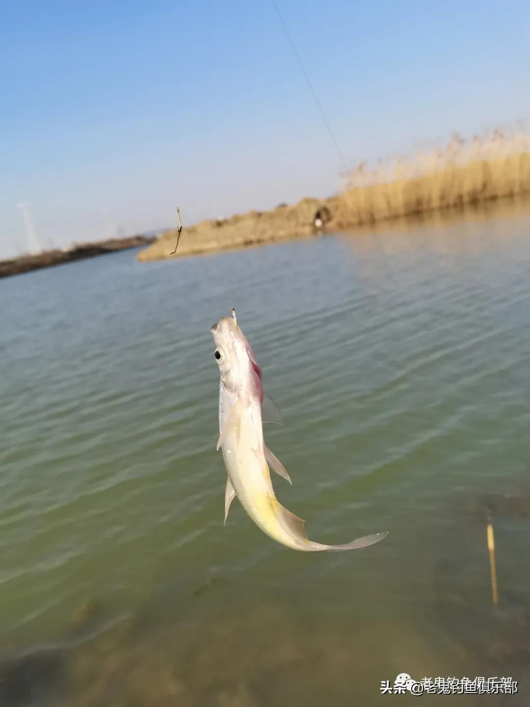 老鬼磷虾打窝米,老鬼磷虾酒米pk西部风酒米