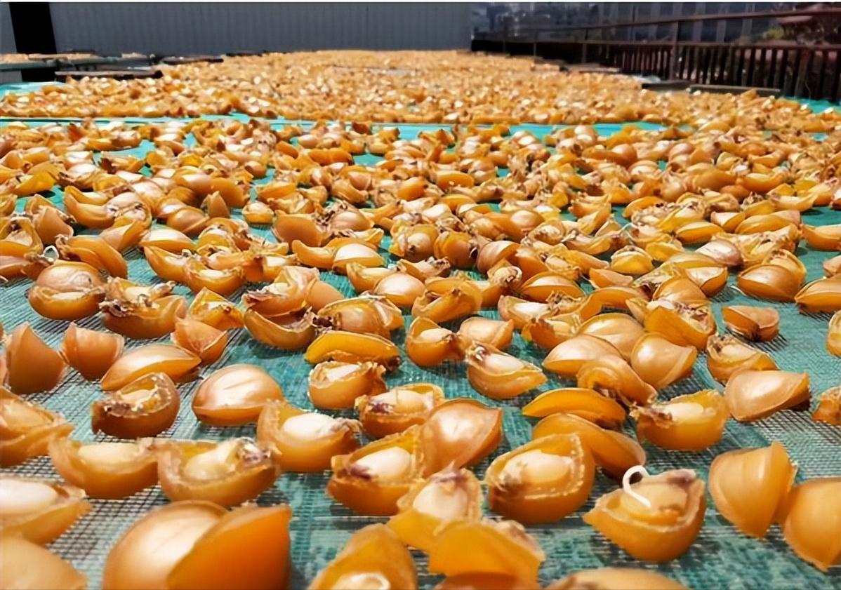 鲍鱼为什么比蛋黄鲍便宜,干鲍贵还是鲜鲍鱼贵