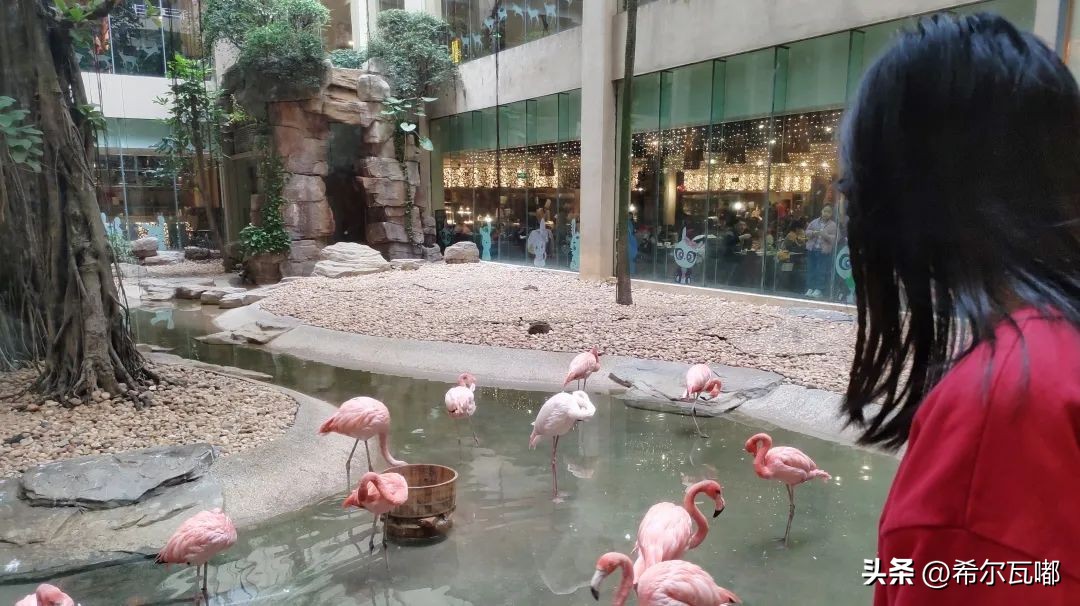 长隆游玩攻略推荐,长隆海洋王国游玩攻略大全视频