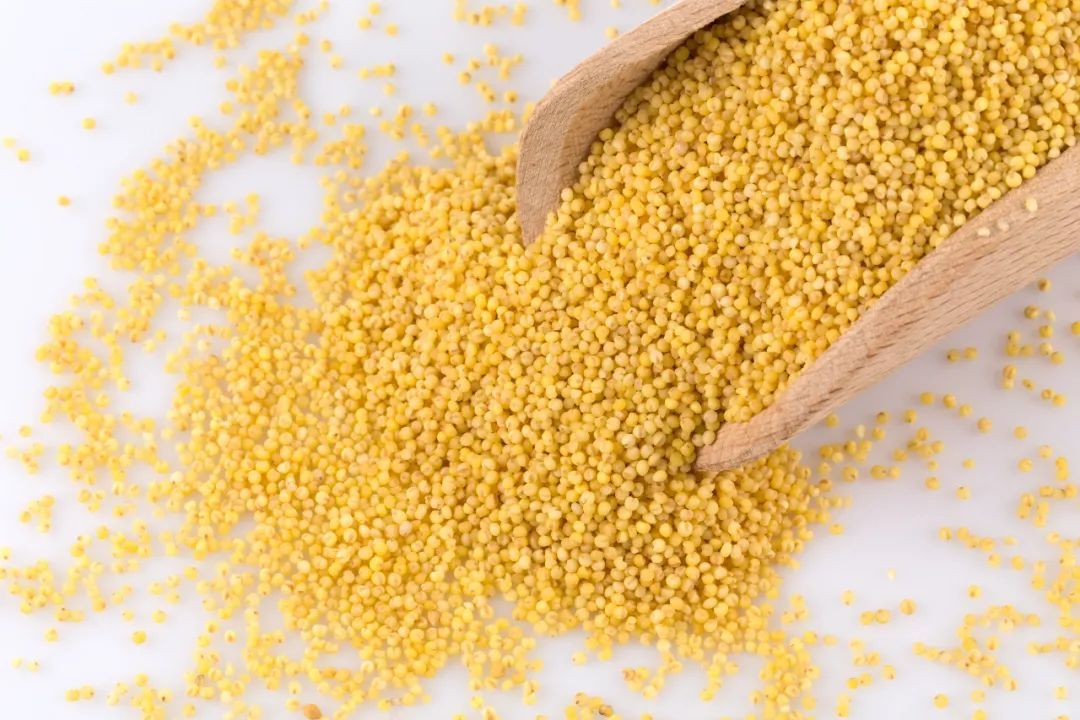 谷子的进化史,谷子的一生简介