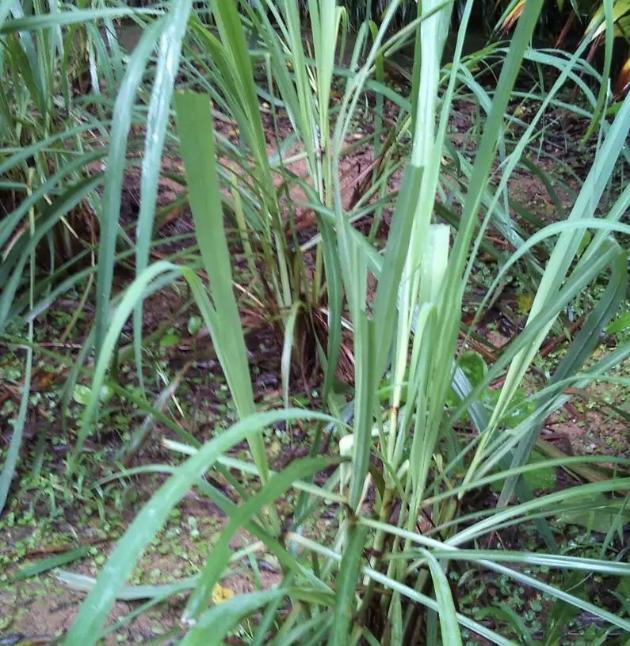 四季开花驱蚊子的花,蚊子最怕这3种花