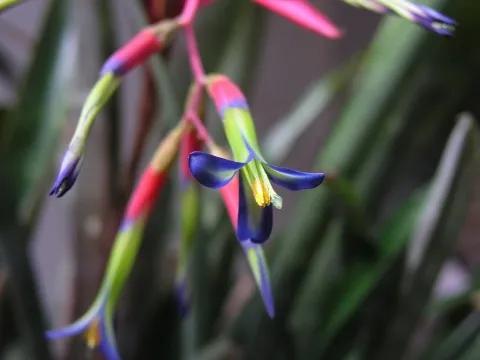 罕见漂亮的鲜花,全球最漂亮的鲜花