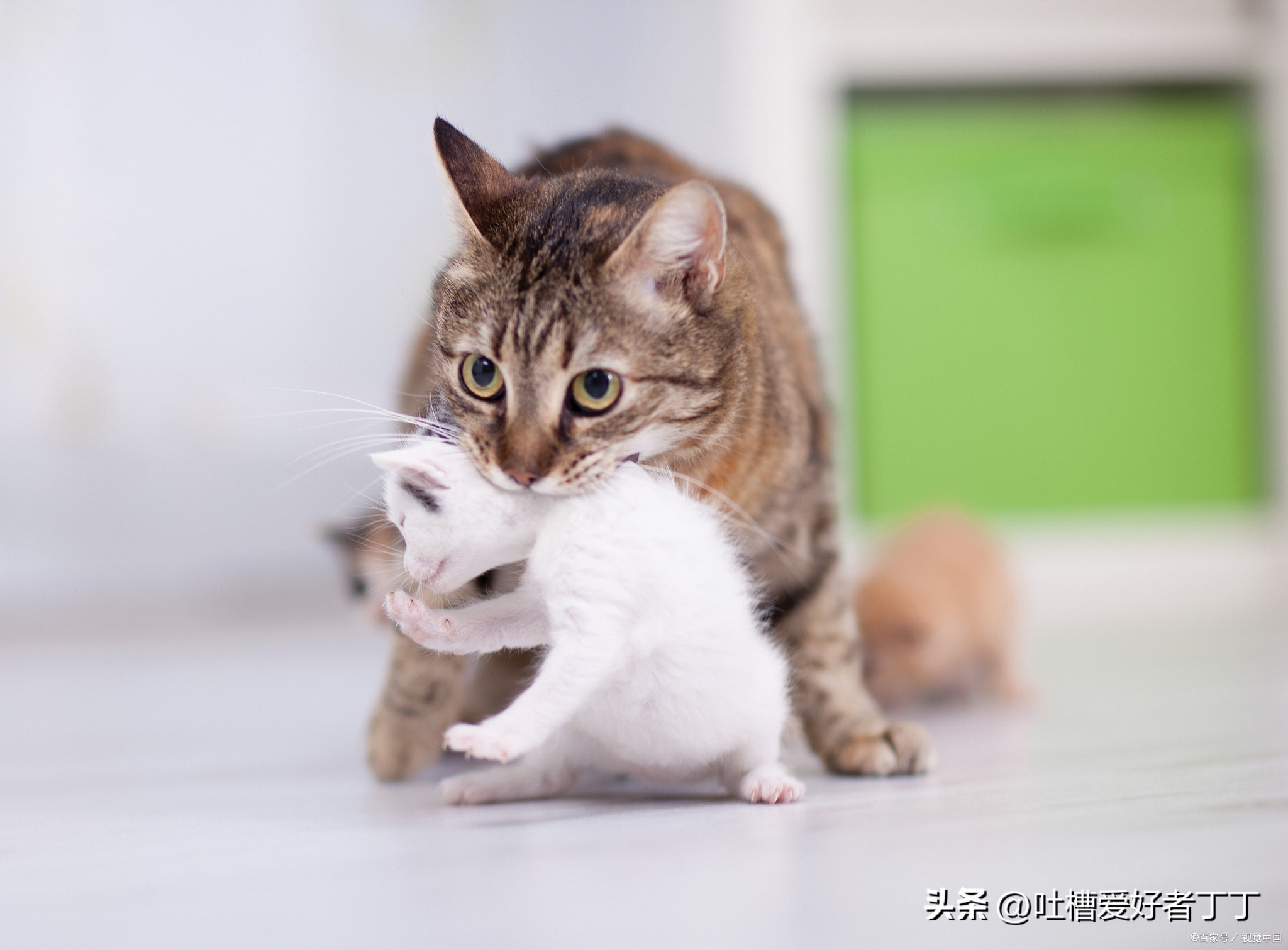 猫猫打完第二针疫苗连续呕吐,猫猫打了疫苗后精神不好