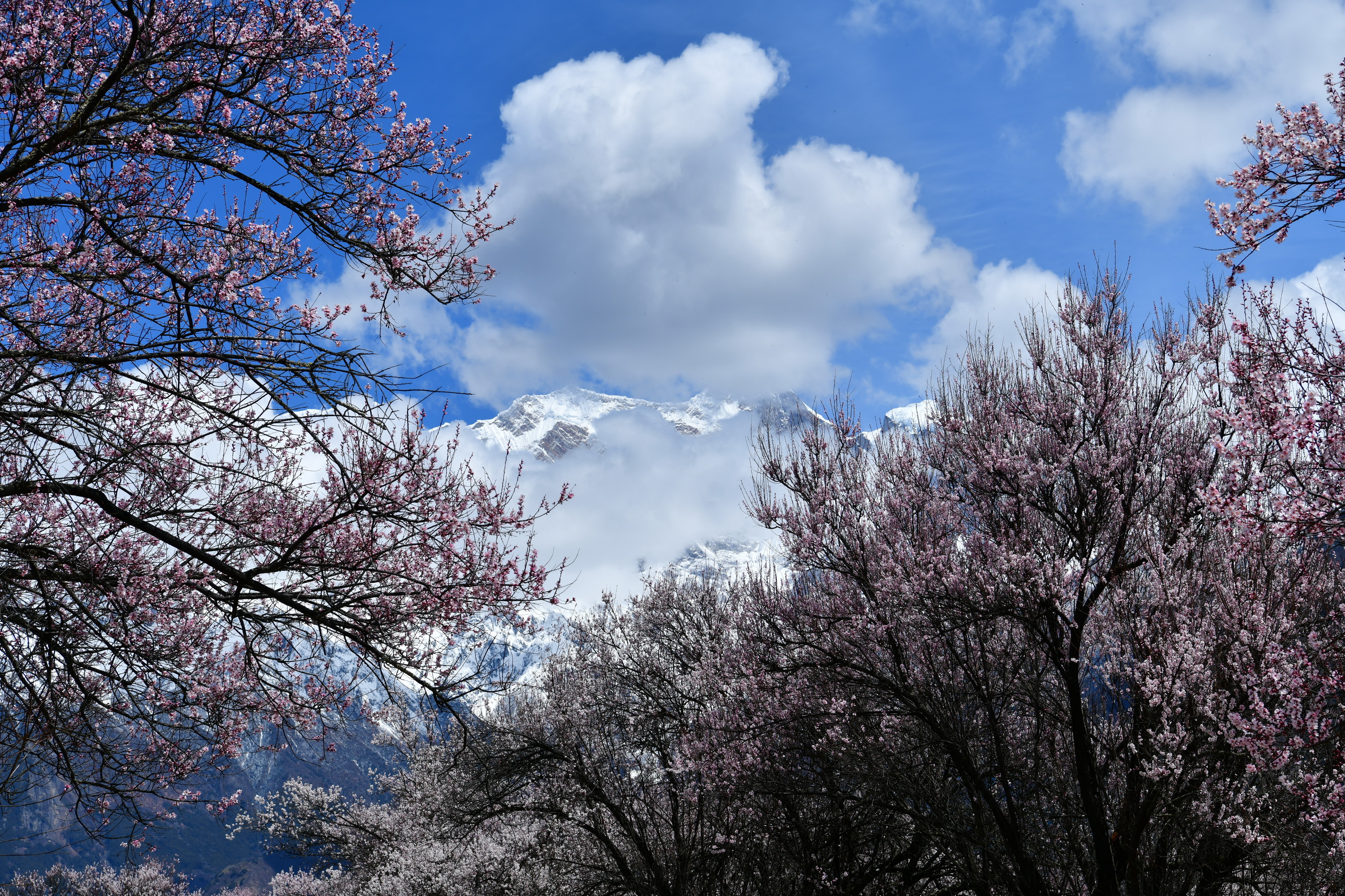 我的林芝一日游攻略,林芝看桃花西藏之旅