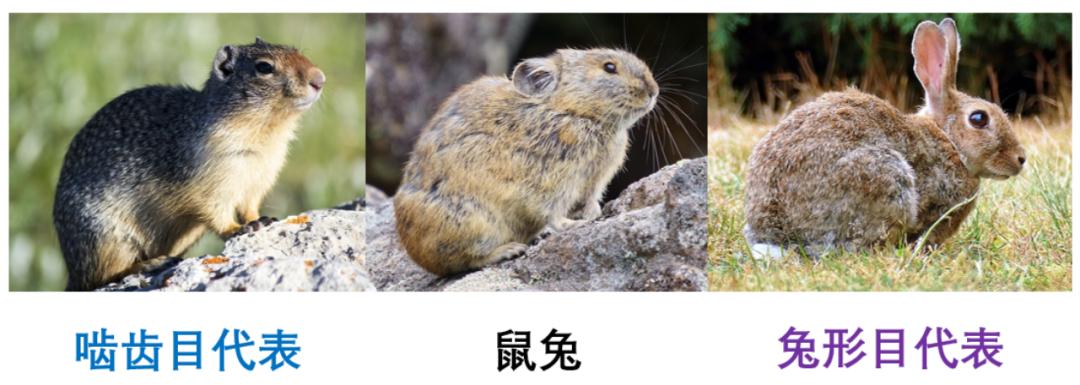 兔子没有实力就被人瞧不起,兔子从来没被战胜过