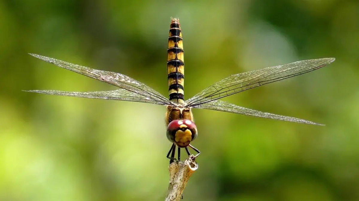 蜻蜓为什么能活过四次大灭绝,为什么现在很少见成群的蜻蜓
