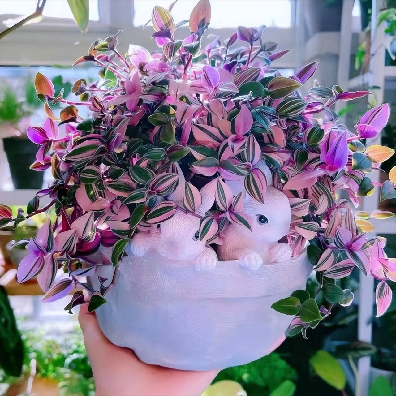 适合室内养的耐阴花和植物,就养这10种耐阴花比绿萝都好养