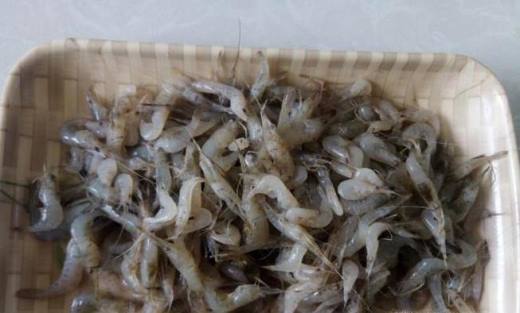 韭菜炒小河虾的做法教程,韭菜炒河虾正宗做法