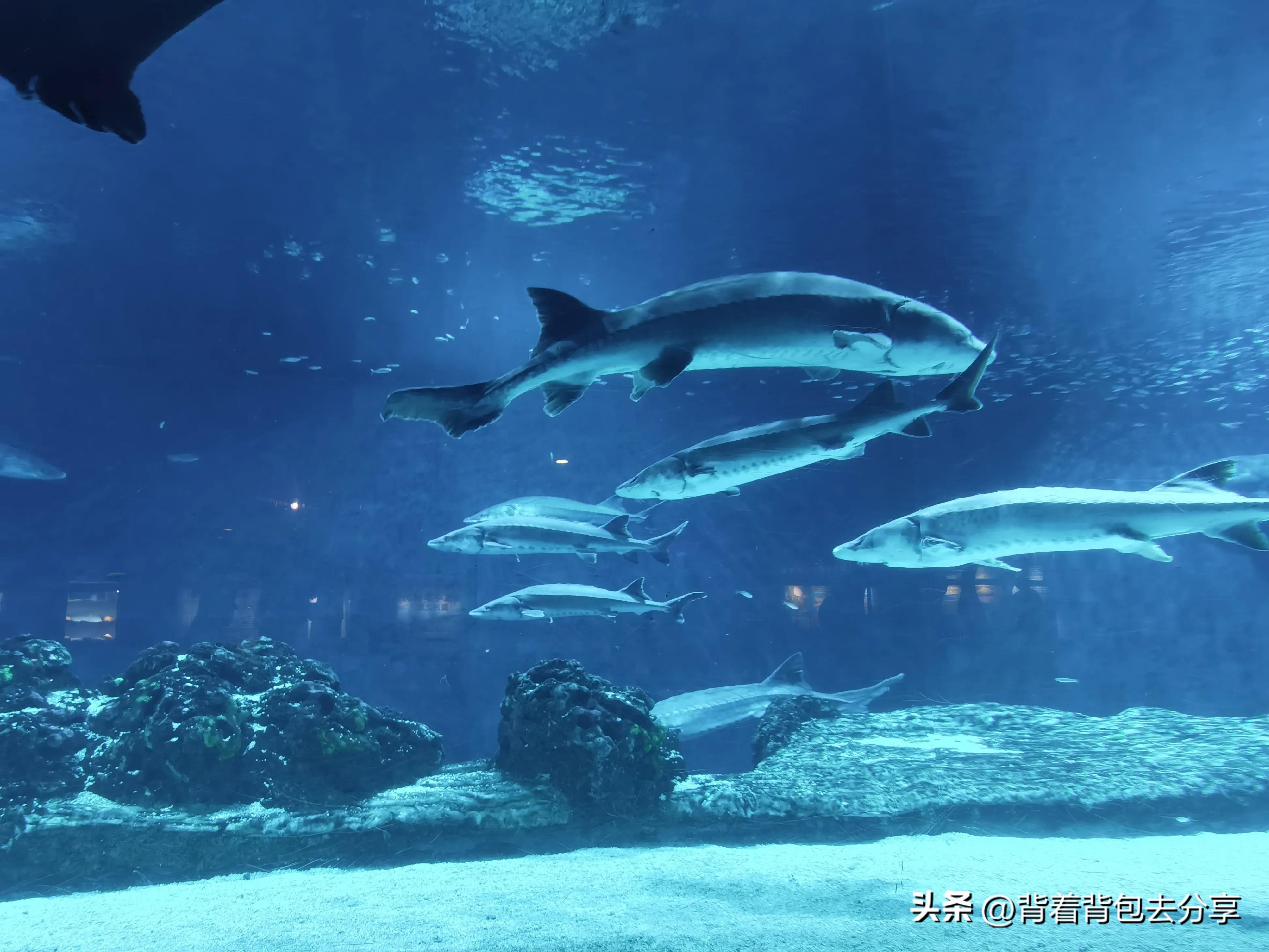 海昌海洋公园亲子攻略两天一夜,海立方星期天亲子公园和海洋公园