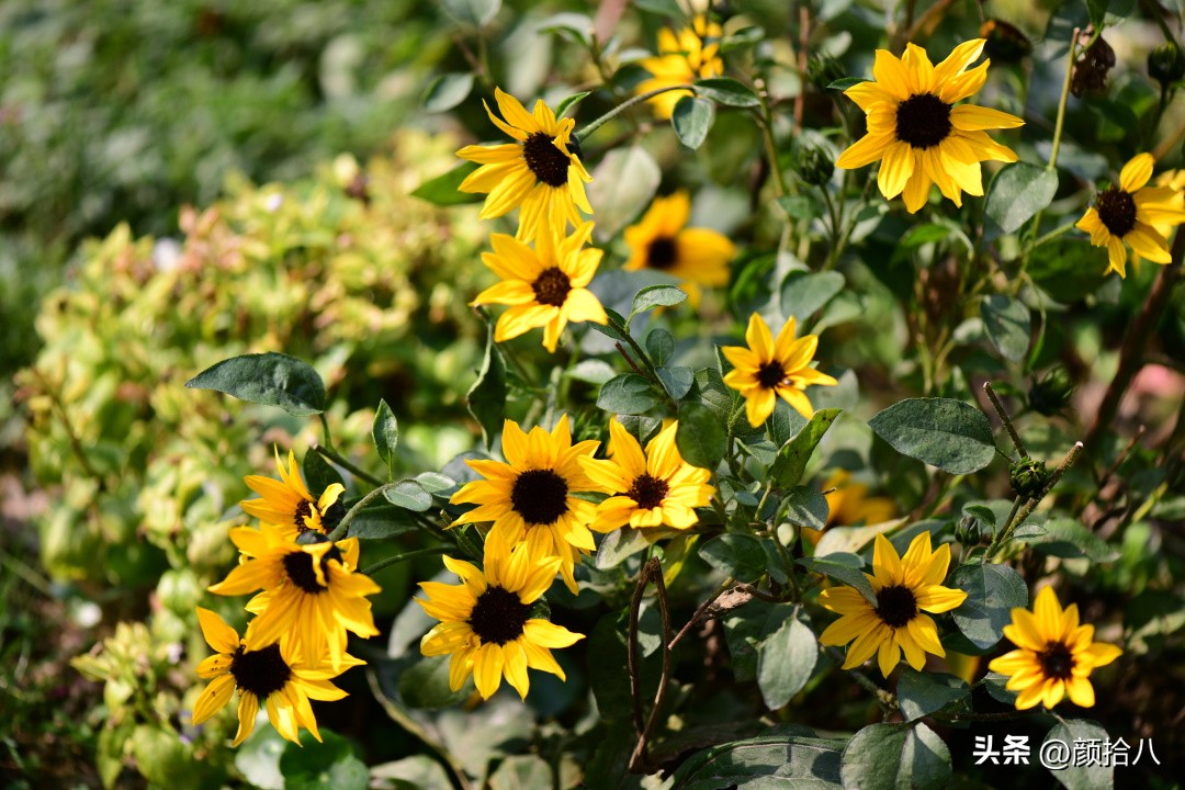 光辉岁月向日葵单朵花能开多少天,光辉岁月向日葵开花效果