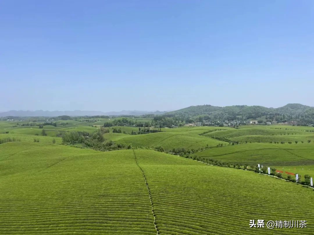 寻茶香赴春约---记四川省茶叶行业协会贵州毕节行