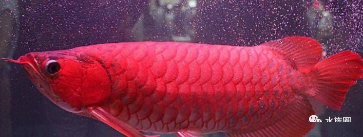 龙鱼的饲养方法和注意事项大全,龙鱼饲养问题