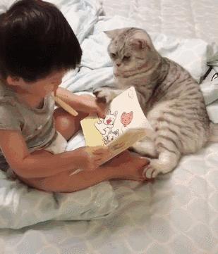 为什么说有些人千万不能养猫,哪种人不建议养猫