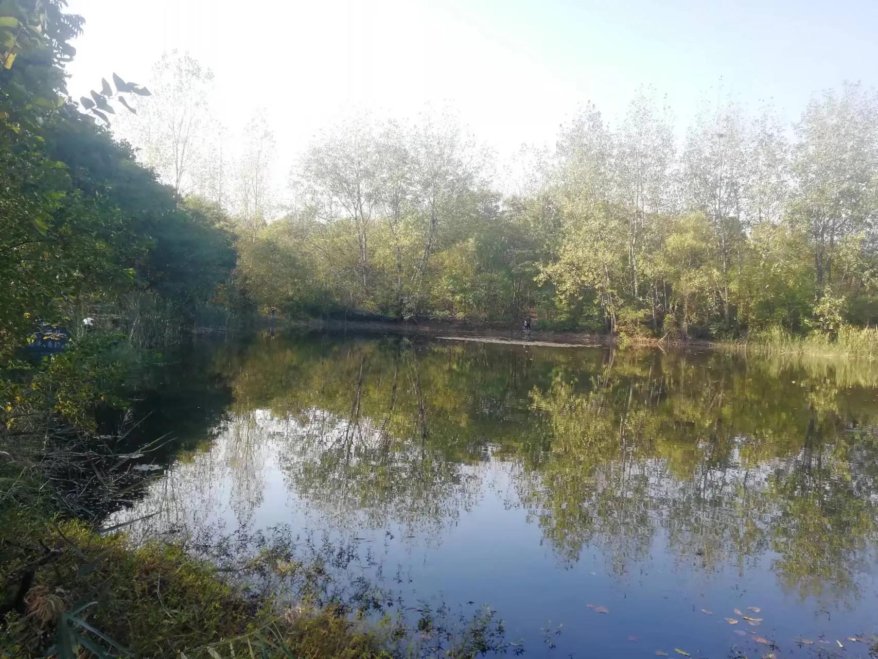 周末探访合肥市蜀山区枫林路