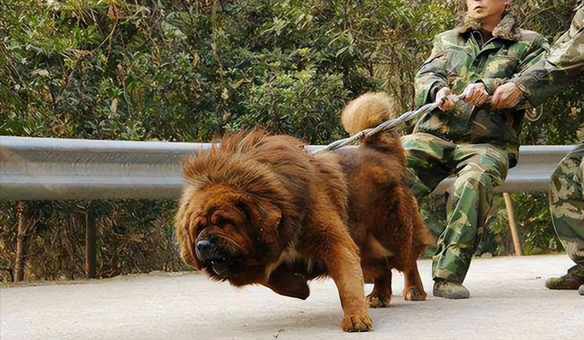 国宝成为全村人的笑话,国宝被骗钱