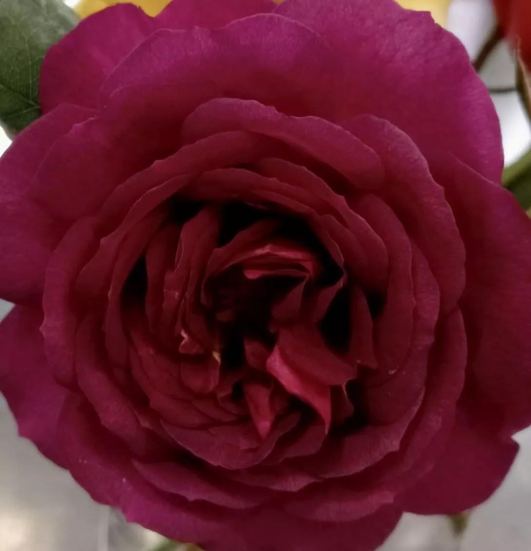 月季品种醉花,月季品种大全及图片欣赏